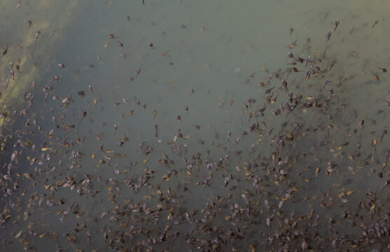 Lots of frog tadpoles in the water