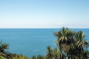 A beautiful blue ocean with palm trees in the background