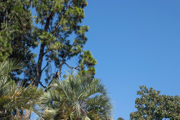 A tree with a lot of leaves is in front of a blue sky