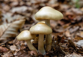 Close-up of a group of Cyclocybe aegerita mushrooms