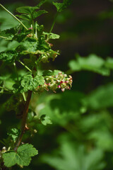 Close-up of delicate currant blossoms in full bloom. Vibrant picture of currant with lush green leaves. Ideal for websites, blogs, and publications focusing on nature, gardening, or food.