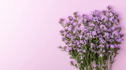 Obraz premium Delicate Lilac Flowers on Lavender Background Spring Floral Flat Lay