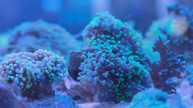 Reef saltwater aquarium. Euphilia. Sea