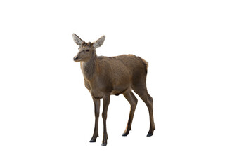 young deer isolated on white background