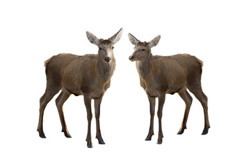 two young deer isolated on white background