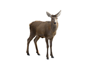 young deer isolated on white background