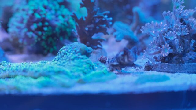 Reef saltwater aquarium. Euphilia. Sea