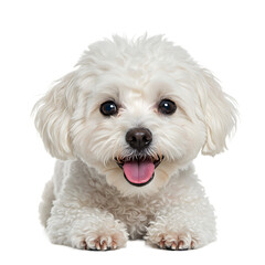 Obraz premium Happy Small Dog Tongue Out Front View On Transparent Background