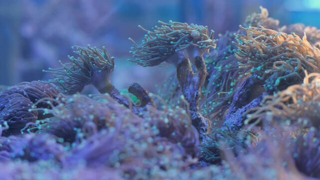 Reef saltwater aquarium. Euphilia. Sea