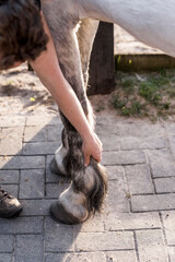 hoof care horse clean Ferrier 