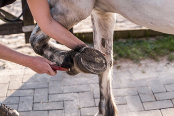 hoof care horse clean Ferrier 