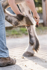 hoof care horse clean Ferrier 