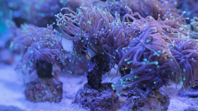 Reef saltwater aquarium. Euphilia. Sea