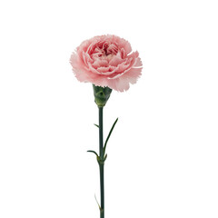 Carnation isolated on transparent background