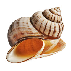 Snail shell isolated on transparent background