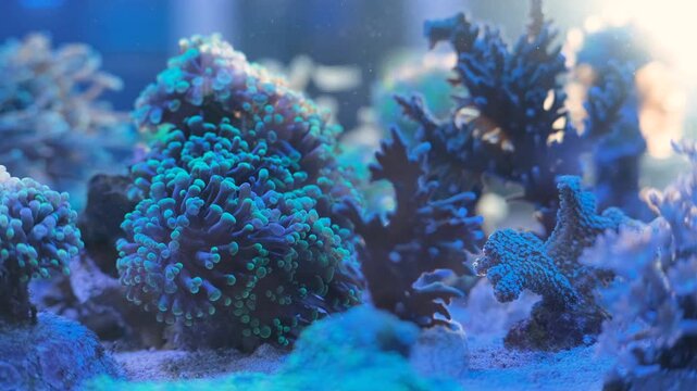 Reef saltwater aquarium. Euphilia. Sea