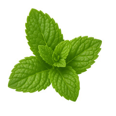 Fresh Mint Leaves – Vibrant Green Herbal Ingredient