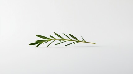 Obraz premium Rosemary sprig with green leaves isolated on white studio background for culinary and aromatherapy applications