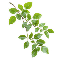 Obraz premium Green branch with leaves isolated on white background on transparent background