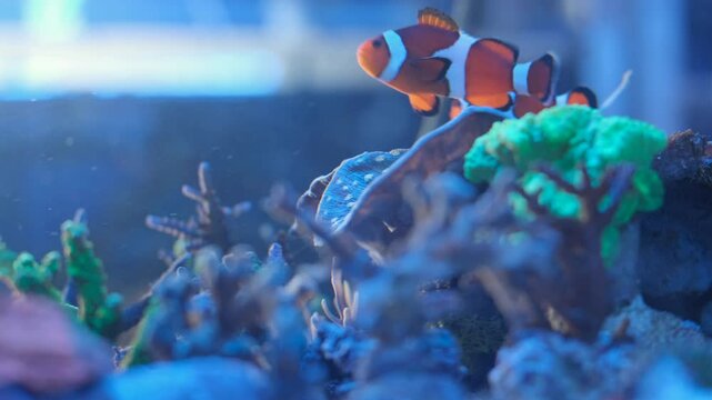 Marine aquarium. Sea fish in a reef aquarium. Clown fish.