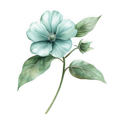 Floral watercolor flower with leaves on white background on transparent background