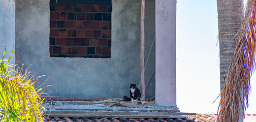 gato preto e branco no telhado