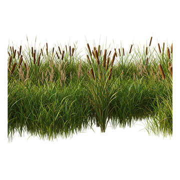 Dense Cattail Grass Field Isolated On Transparent Background


