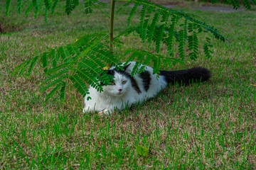 gato branco e preto no gramado