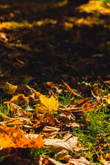 Colorful falling autumn leaves. View through the autumn foliage in park forest. Golden tree leaves. Beautiful tree with yellow leaves in autumn forest. Path littered with autumn leaves. Nature fall