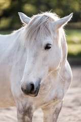 Naklejka premium Close-up portrait of a white horse with long mane and forelock standing in a sunlit paddock