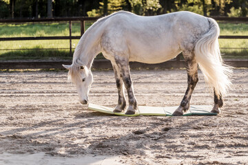 horse training clicker target equine