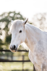 Obraz premium beautiful grey horse pony in riding arena pretty portrait 