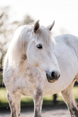 Obraz premium beautiful grey horse pony in riding arena pretty portrait 