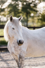 white horse portrait
