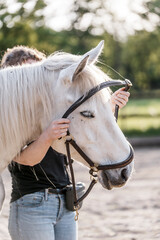 put a halter on a pony horse train 