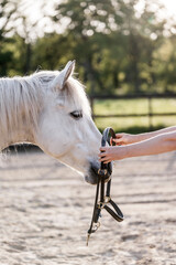 put a halter on a pony horse train 