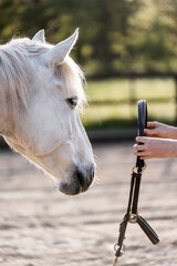 put a halter on a pony horse train 