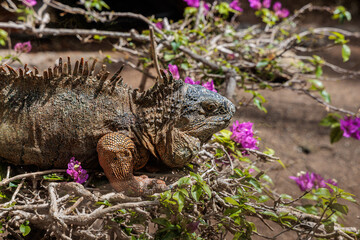 Iguana in Cocodrilo Park Gran Canaria, Canary Islands