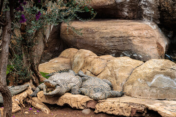 Nile crocodile in Cocodrilo Park Gran Canaria, Canary Islands