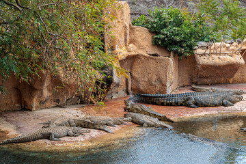 Nile crocodile in Cocodrilo Park Gran Canaria, Canary Islands