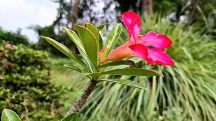 Vibrant Pink Desert Rose Flower (Adenium Obesum) with Swollen Caudex &ndash; Ornamental Succulent for Bonsai and Drought-Tolerant Gardens