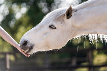 feeding horse during target and clicker training horse and human connect and bond hand and nose