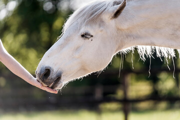 feeding horse during target and clicker training horse and human connect and bond hand and nose