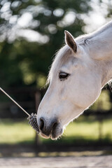 feeding horse during target and clicker training horse and human connect and bond hand and nose
