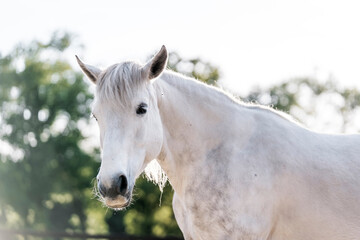 Obraz premium portrait of a white horse