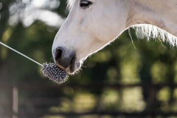 feeding horse during target and clicker training horse and human connect and bond hand and nose