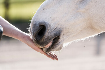Fototapeta premium feeding horse during target and clicker training horse and human connect and bond hand and nose