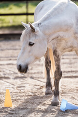 horse equine training animal yellow and blue target