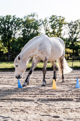 horse equine training animal yellow and blue target