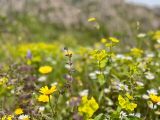 Primavera 